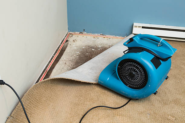 Best Professional water damage repair  in Saugerties South, NY